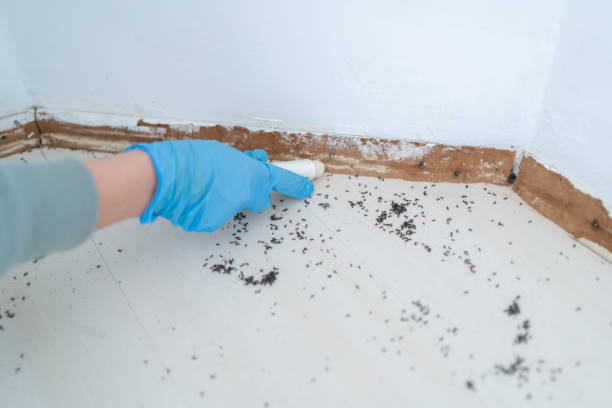 Best Ant Control Services  in Carleton, MI